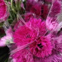 Farms Provide and Supply Flower Fresh Cut Flower Rasmussia Chrysanthemum for Decoration