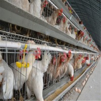 Self Manufactured Quality Cost Automatic Steel Chicken Feeding System