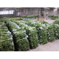 Dracaena Sanderiana 30cm-100cm Indoor Evergreen Plant Flower Fengshui Bonsai Spiral Lucky Bamboo