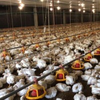 Automatic Layer Chicken Feeding and Raising Equipment in House