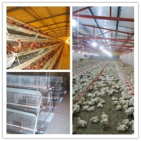 Chicken Cage with Automatic Feedign and Drinking System