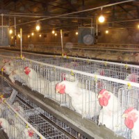 a Type or H Type Chicken Cage for Layer Chicken