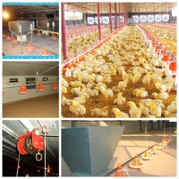 Full Set Chicken Farming Equipment for Nigerian Market