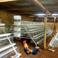 Best-Selling a Type Layers Chicken Cage