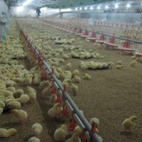 Automatic Chicken Feeder Pan Feeding System
