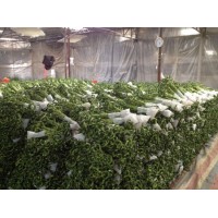 Dracaena Sanderiana 30cm-100cm Fengshui Indoor Plant Flower Bonsai Evergreen Spiral Lucky Bamboo