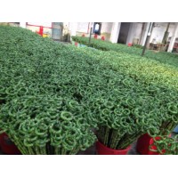 Dracaena Sanderiana 30cm-100cm Indoor Plant Flower Fengshui Bonsai Evergreen Spiral Lucky Bamboo