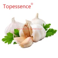 Best Price Wholesale Fresh Garlic