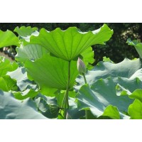Nunciferine  Lotus Leaves Extract 20% (GRJ-LLE)