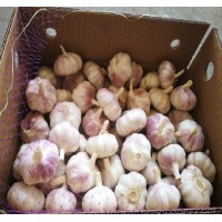 Fresh Crop Excellent Grade Normal White Garlics
