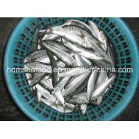 Frozen Sardine for Tuna Bait (Sardinella aurita)