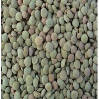 Fresh Crop Color Sorting A Grade Green Lentils