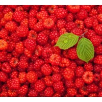 Stable Supply of High Quality Frozen Raspberry in New Crop