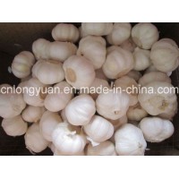 Chinese White Garlic with Carton Packing