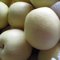New Crop Fresh Crown Pear Fruit