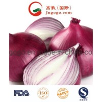 New Crop Export Good Quality Chinese Red Onion