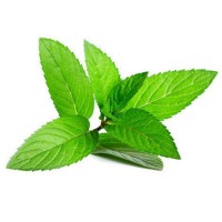 Wholesale Custom Dried Peppermint Tea Herbal Medicine