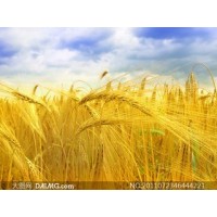 Alibaba China Hot Selling Herbal Plant Barley Malt Extract