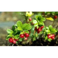 Hot Sale Bearberry Extract / Alpha Arbutin Plant Extract