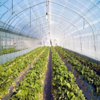Poly Tunnel for Starwberries Tropical Green House Tunnel with Factory Direct Sale