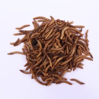 New Style Dried Mealworms for Animal Bird Pet Food