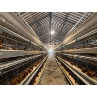Automatic Layer Battery Chicken Cages System