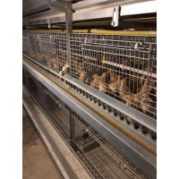 poultry farm H type layer cage chicken cages